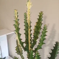 فروش انواع افوربیا،کاکتوس و گل گیاهان اپارتمانی|گل و گیاه طبیعی|کرج, شهرک اوج|دیوار