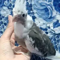جوجه عروس هلندی|پرنده|جهرم, |دیوار