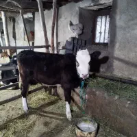 گاو دورگ محلی با گوساله سیمینتال