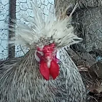 خروس لهستانی|حیوانات مزرعه|فاضل آباد, |دیوار