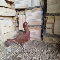 پلاکی نر|پرنده|پیر بکران, |دیوار
