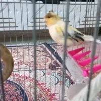 یک قناری نر فقط خودش