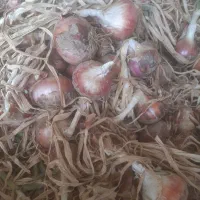 پیاز محلی چاه پیر