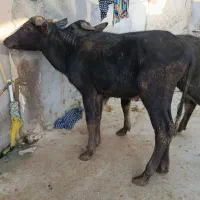 گاو گوساله گاسفند بز بره گاو میش در شادگان|حیوانات مزرعه|شادگان, |دیوار