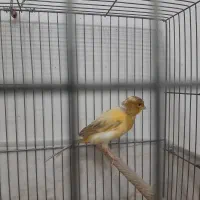 انواع پرنده سهره قناری طوطی گلدین فنج|پرنده|سمنان, |دیوار