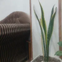 فروش منزل  مسکونی فوجرد