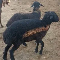 فروشی|حیوانات مزرعه|داراب, |دیوار