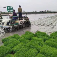 برنج هاشمی خوش عطر و خوش پخت به شرط و ضمانت|خوردنی و آشامیدنی|تهران, قصر فیروزه ۲|دیوار