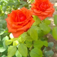 فروش باغ در شهر مود