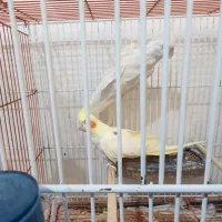 عروس هلندی البینیو|پرنده|گرگان, |دیوار