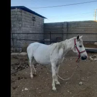 اسب|اسب و تجهیزات اسب‌سواری|شیراز, رکن‌آباد|دیوار