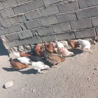 چند عدد مرغ و خروس