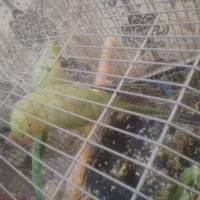 دوجفت طوطی ملنگو|پرنده|اهواز, کوروش|دیوار