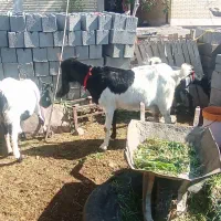 بز پاکستانی