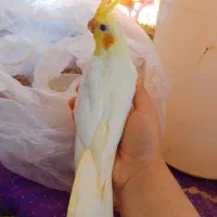 فروش انواع نژاد عروس هلندی