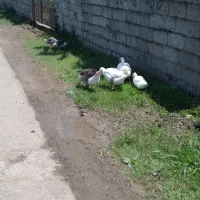 ۵عددجوجه غاز درشت