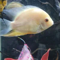 ماهی سوروم گوشتخوار  خوش رنگ
