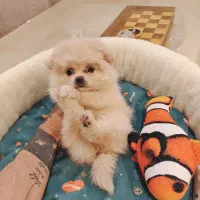 توله خرسی پامرانین