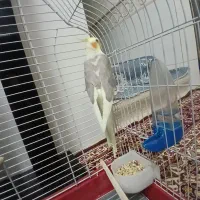 عروس هلندی ۸ ماهه دستی و آروم با قفس و لوازم|پرنده|قم, ناصردیوان|دیوار