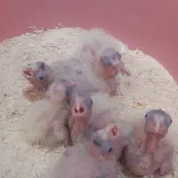 جوجه عروس سرلاکی و جفت عروس مولد