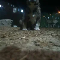 معاوزه باسراب