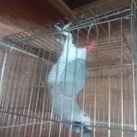 کاسکو دم قرمز