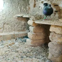 کفتر  پولکی هوای|پرنده|تربت‌حیدریه, رضاشهر|دیوار