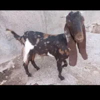 بز پاکستانی