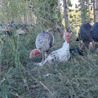 بوقلمون طعبیی