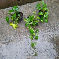 پتوس های زیبا دو رنگ ابلق ۳ گلدان