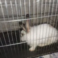 خرگوش ماده