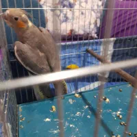 عروس هلندی ماده جوان یک ملیون سالم به شرط|پرنده|شهریار, شهریار|دیوار