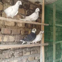 کفتر جوجه
