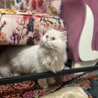 گربه نر اسکاتیش داری بخون