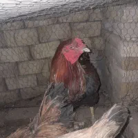 خروس