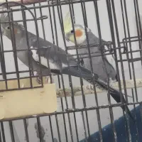 عروس نرو ماده مولد