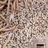 فروش|عمده‌فروشی|کرخه, |دیوار