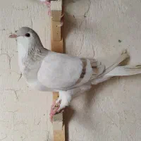 کفتر|پرنده|مشهد, هنرور|دیوار