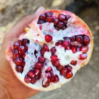 انار رباب دانه مشکی
