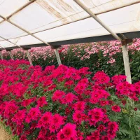 گل داودی به قیمت گلخانه|گل و گیاه طبیعی|پاکدشت, پاکدشت (مامازند)|دیوار