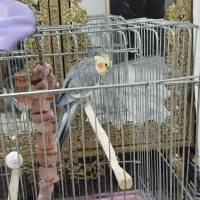 عروس هلندی