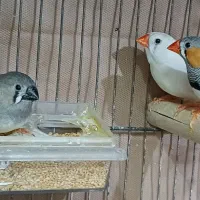 جفت فنچ مولد با جوجه