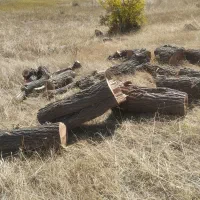 خرید .قطع وبرش انواع درخت وچوب سقفی در محل|خدمات باغبانی و درختکاری|اهر, |دیوار