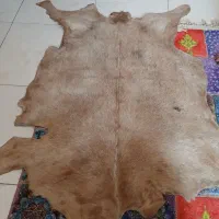 پوست بز