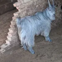 بزغاله