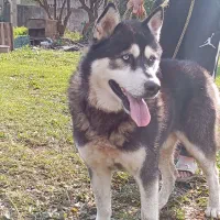 سگ هاسکی نر