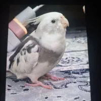 رهاشده
