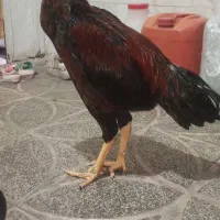 لاری|حیوانات مزرعه|مشهد, همت آباد|دیوار