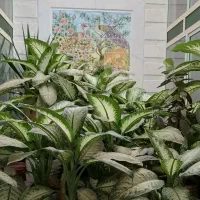 گل زیبا|گل و گیاه طبیعی|نجفآباد, مزرعه طالب|دیوار