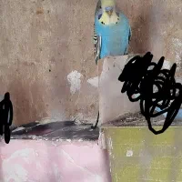 مرغ عشق|پرنده|شیراز, دست خضر|دیوار